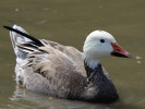 Snow Goose (WWT Slimbridge August 2010) - pic by Nigel Key